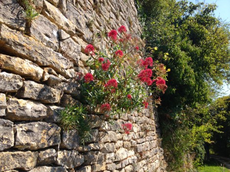 flowers in wall