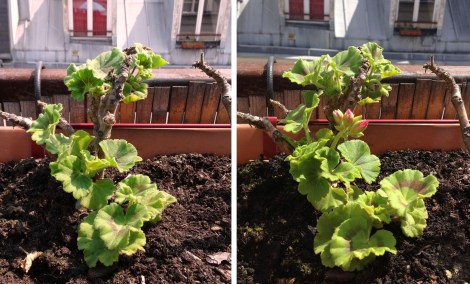before-after-plant