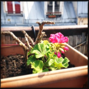 The little geranium that could. Flowers start to bloom after love and care.