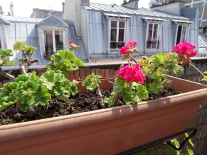 The flowers start to flourish after a few weeks of attention.