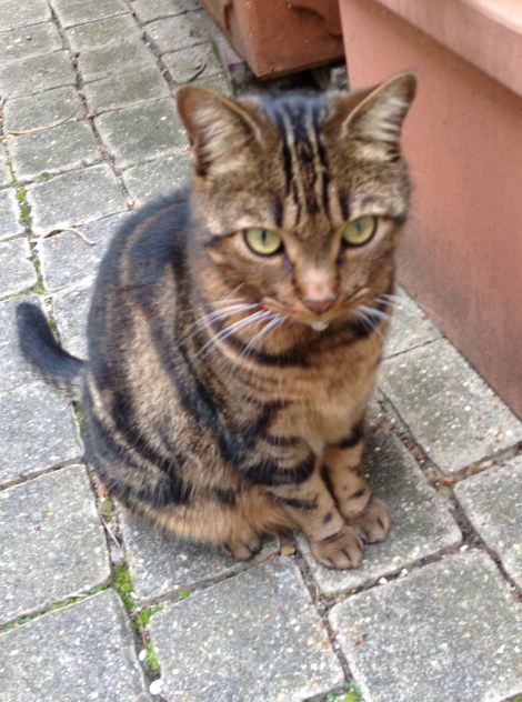 The neighbor's cat is like the building's mascot and is beloved by all. He thinks all the apartments are just rooms in his house, and visits often. Photo: ©Lisa Anselmo
