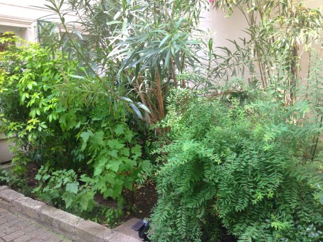 This garden is as lush as anything in Florida, lovingly tended by my neighbor, who is also Charlot's daddy.