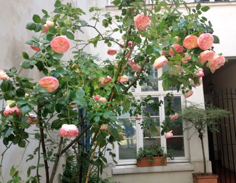 The courtyard is filled with plants and trees. This rose bush would have made my Ma swoon.